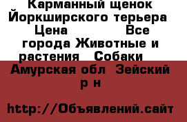 Карманный щенок Йоркширского терьера › Цена ­ 30 000 - Все города Животные и растения » Собаки   . Амурская обл.,Зейский р-н